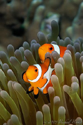 Amphiprion ocellaris - False clown Anemonefish (Clownfish) by Michael Henke 